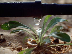 a system installed by our Haltom City drip irrigation specialists