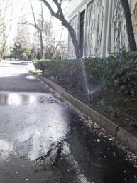 faulty head waters street - requires immediate Haltom City sprinkler repair services